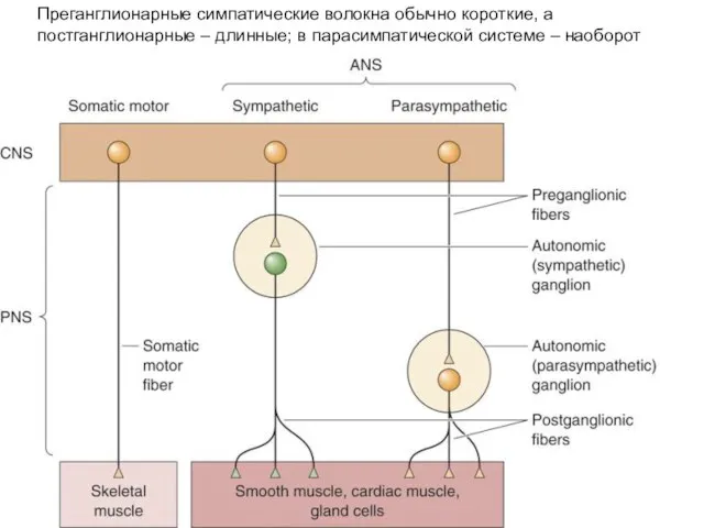 Преганглионарные симпатические волокна обычно короткие, а постганглионарные – длинные; в парасимпатической системе – наоборот