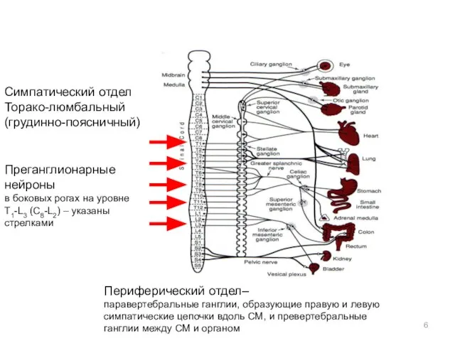 Симпатический отдел Торако-люмбальный (грудинно-поясничный) Периферический отдел– паравертебральные ганглии, образующие правую и