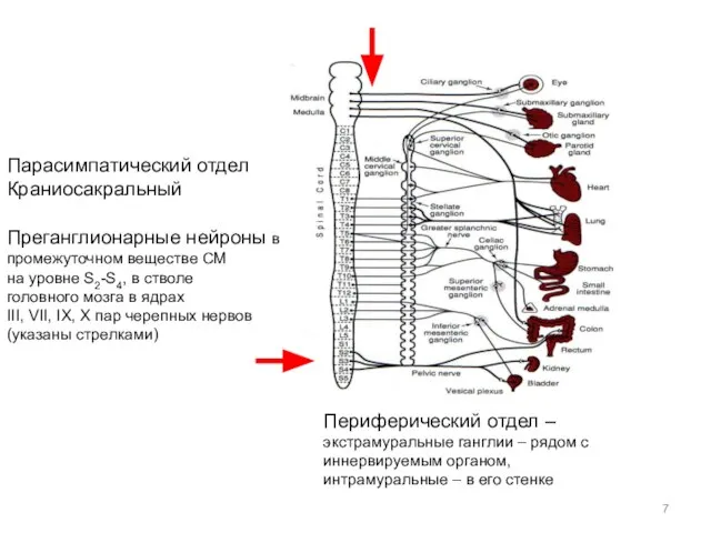 Парасимпатический отдел Краниосакральный Периферический отдел – экстрамуральные ганглии – рядом с