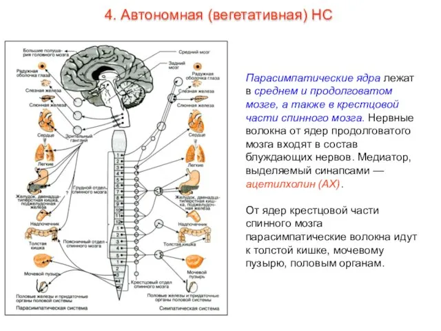 Парасимпатические ядра лежат в среднем и продолговатом мозге, а также в