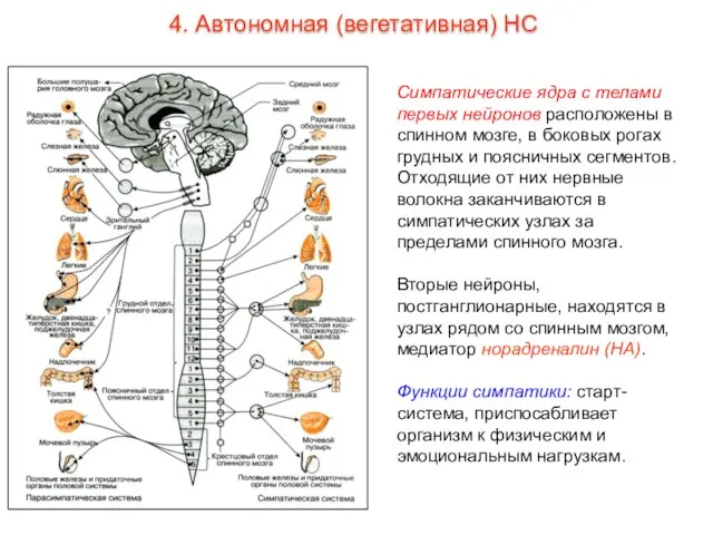 Симпатические ядра с телами первых нейронов расположены в спинном мозге, в