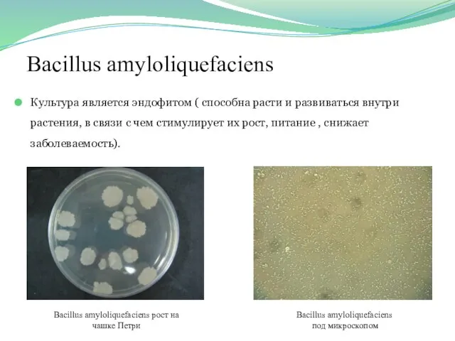 Bacillus amyloliquefaciens Культура является эндофитом ( способна расти и развиваться внутри