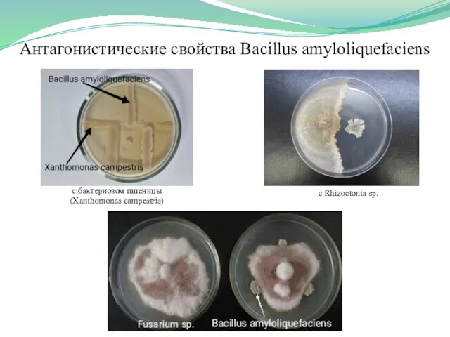 Антагонистические свойства Bacillus amyloliquefaciens c бактериозом пшеницы (Xanthomonas campestris) c Rhizoctonia sp.