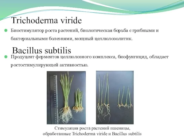 Trichoderma viride Биостимулятор роста растений, биологическая борьба с грибными и бактериальными