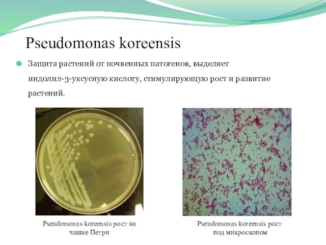 Pseudomonas koreensis Защита растений от почвенных патогенов, выделяет индолил-3-уксусную кислоту, стимулирующую