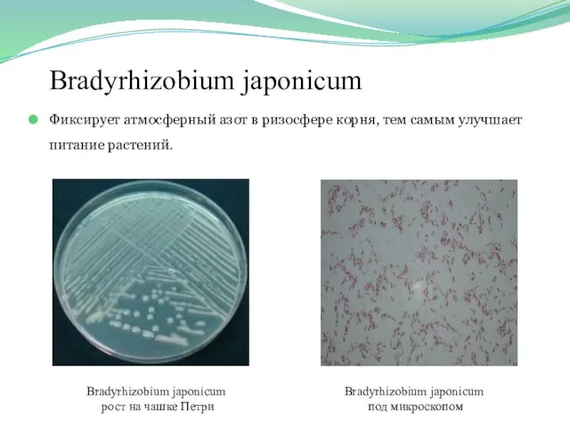 Bradyrhizobium japonicum Фиксирует атмосферный азот в ризосфере корня, тем самым улучшает