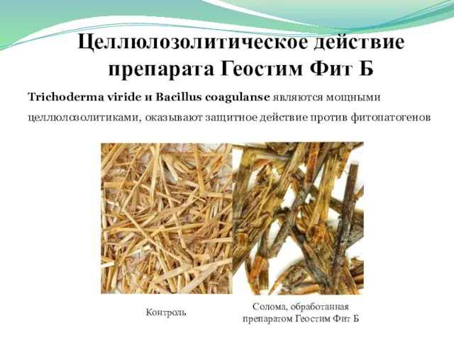 Целлюлозолитическое действие препарата Геостим Фит Б Trichoderma viride и Bacillus coagulanse