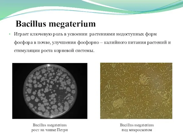 Bacillus megaterium Играет ключевую роль в усвоении растениями недоступных форм фосфора