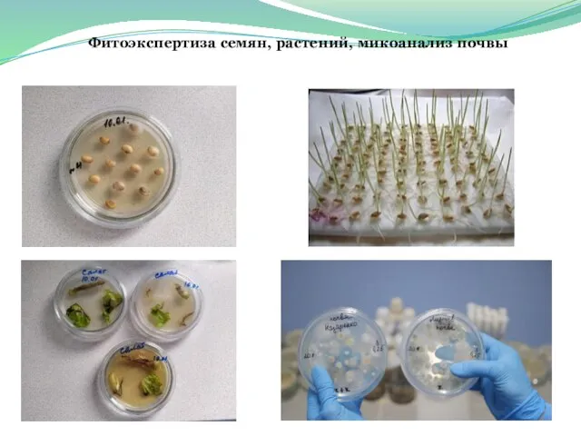 Фитоэкспертиза семян, растений, микоанализ почвы