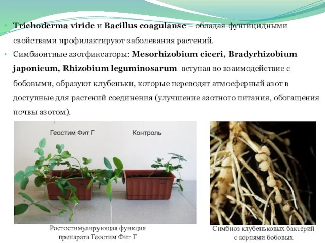 Симбиоз клубеньковых бактерий с корнями бобовых Ростостимулирующая функция препарата Геостим Фит