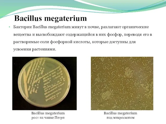 Bacillus megaterium Bacillus megaterium рост на чашке Петри Bacillus megaterium под