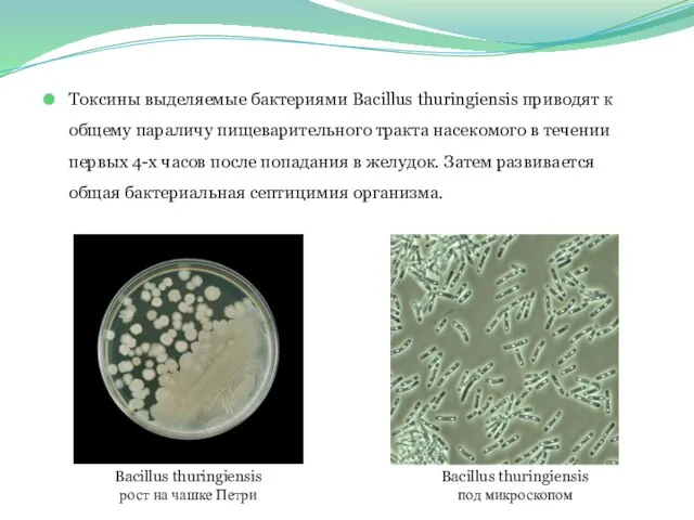 Токсины выделяемые бактериями Bacillus thuringiensis приводят к общему параличу пищеварительного тракта
