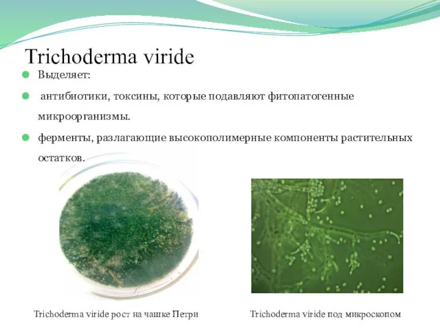 Trichoderma viride Выделяет: антибиотики, токсины, которые подавляют фитопатогенные микроорганизмы. ферменты, разлагающие