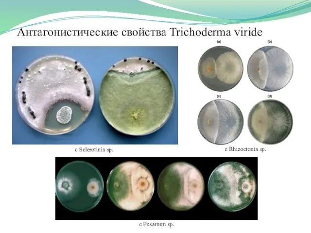 Антагонистические свойства Trichoderma viride c Rhizoctonia sp. c Fusarium sp. c Sclerotinia sp.