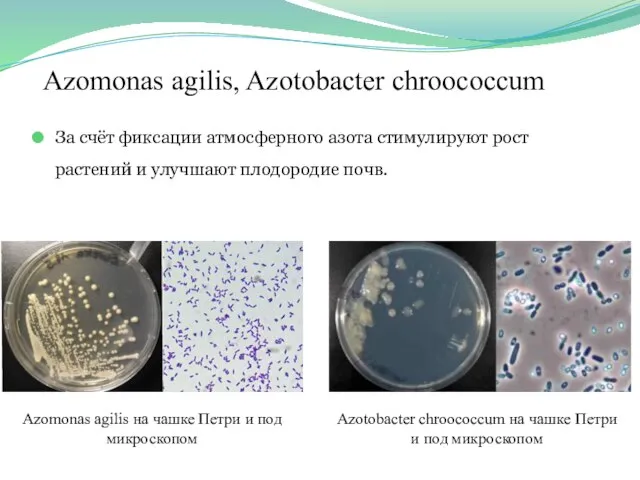 Azomonas agilis, Azotobacter chroococcum За счёт фиксации атмосферного азота стимулируют рост