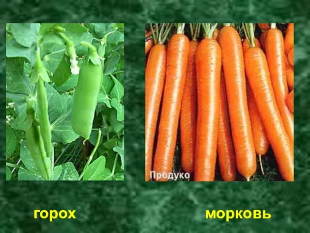 горох морковь