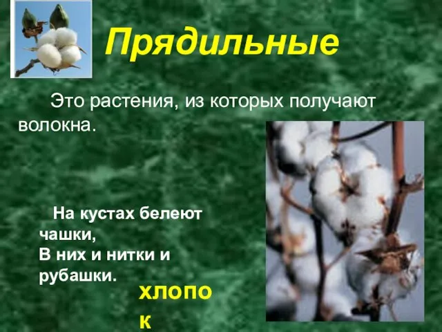 Прядильные Это растения, из которых получают волокна. На кустах белеют чашки,