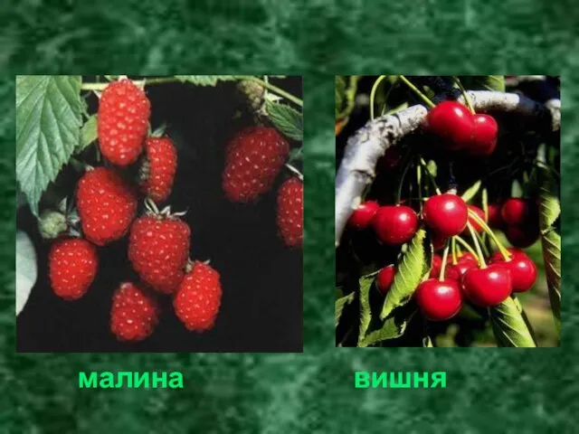 малина вишня