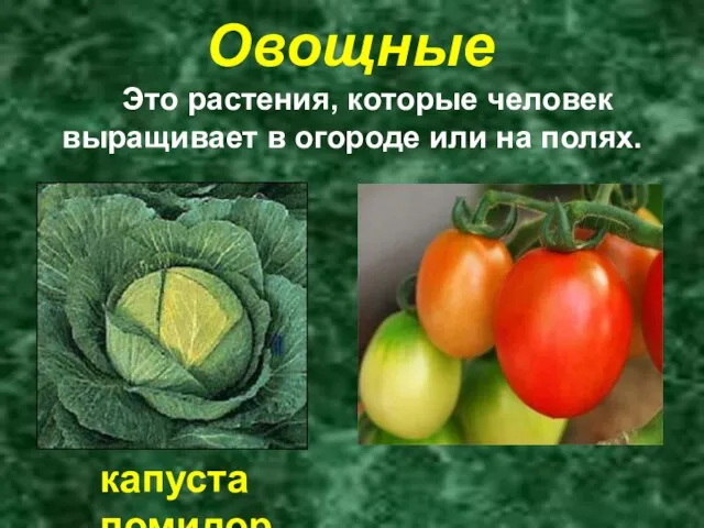 Овощные Это растения, которые человек выращивает в огороде или на полях. капуста помидор