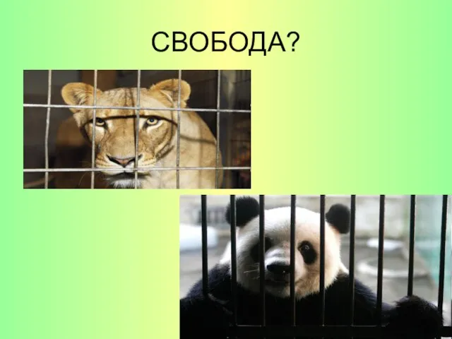 СВОБОДА?