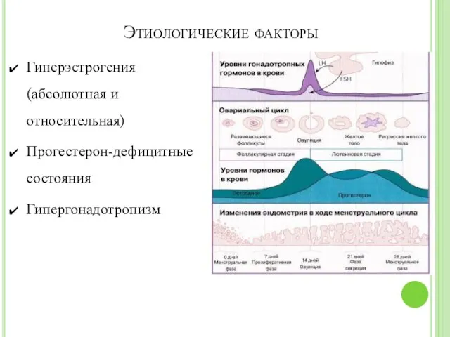 Этиологические факторы Гиперэстрогения (абсолютная и относительная) Прогестерон-дефицитные состояния Гипергонадотропизм