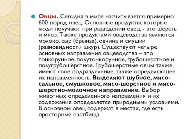 Овцы. Сегодня в мире насчитывается примерно 600 пород овец. Основные продукты,