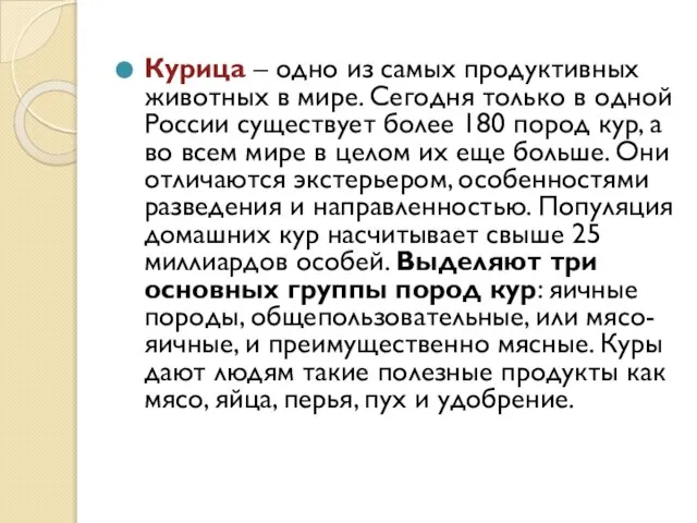 Курица – одно из самых продуктивных животных в мире. Сегодня только