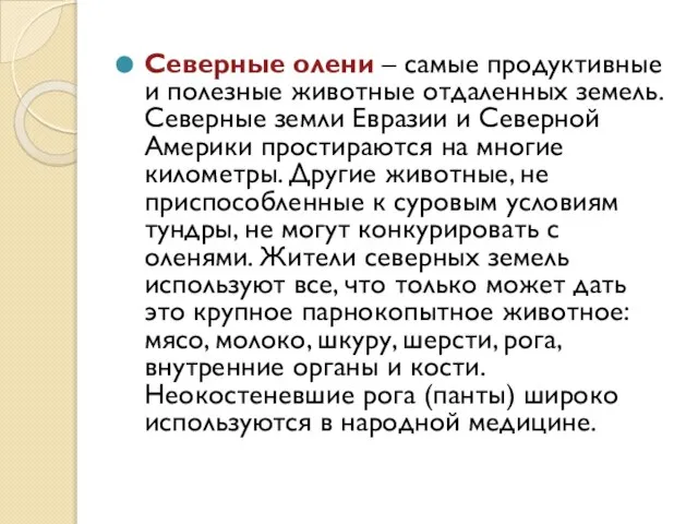 Северные олени – самые продуктивные и полезные животные отдаленных земель. Северные