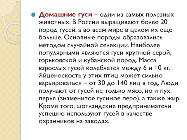 Домашние гуси – одни из самых полезных животных. В России выращивают