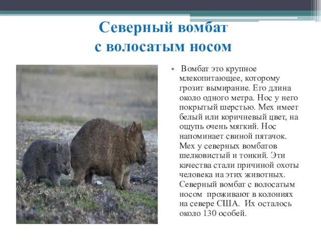 Северный вомбат с волосатым носом Вомбат это крупное млекопитающее, которому грозит