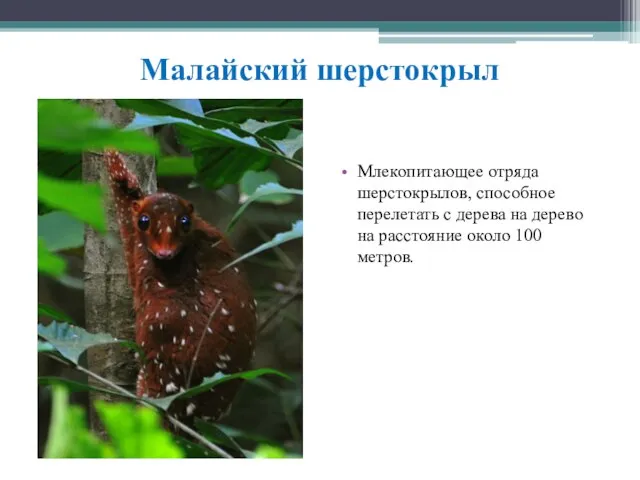 Малайский шерстокрыл Млекопитающее отряда шерстокрылов, способное перелетать с дерева на дерево на расстояние около 100 метров.
