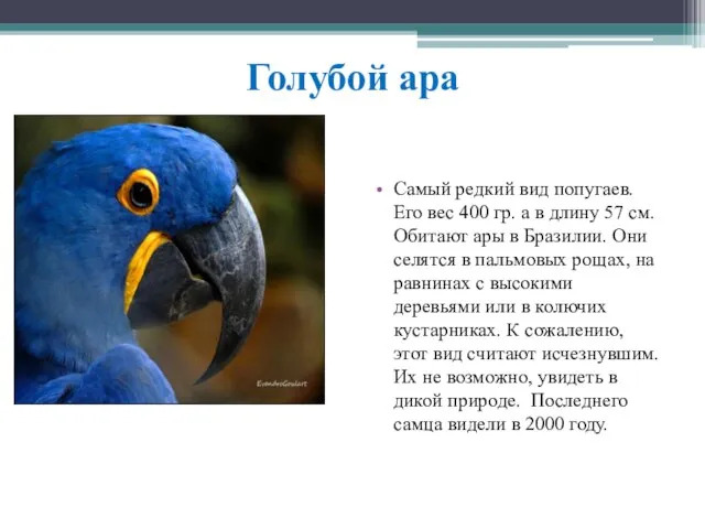 Голубой ара Самый редкий вид попугаев. Его вес 400 гр. а