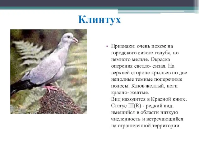 Клинтух Признаки: очень похож на городского сизого голубя, но немного мельче.