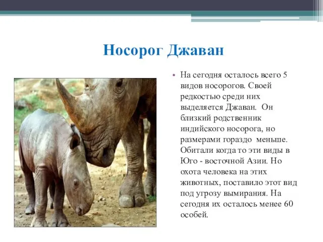 Носорог Джаван На сегодня осталось всего 5 видов носорогов. Своей редкостью