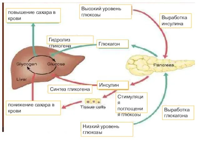 Синтез гликогена Глюкагон Инсулин Высокий уровень глюкозы Выработка инсулина Низкий уровень