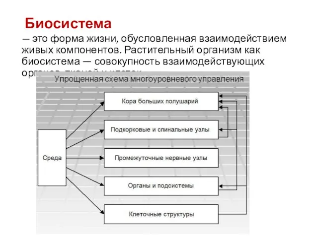 Биосистема — это форма жизни, обусловленная взаимодействием живых компонентов. Растительный организм