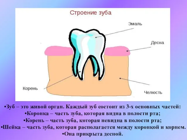 Зуб – это живой орган. Каждый зуб состоит из 3-х основных