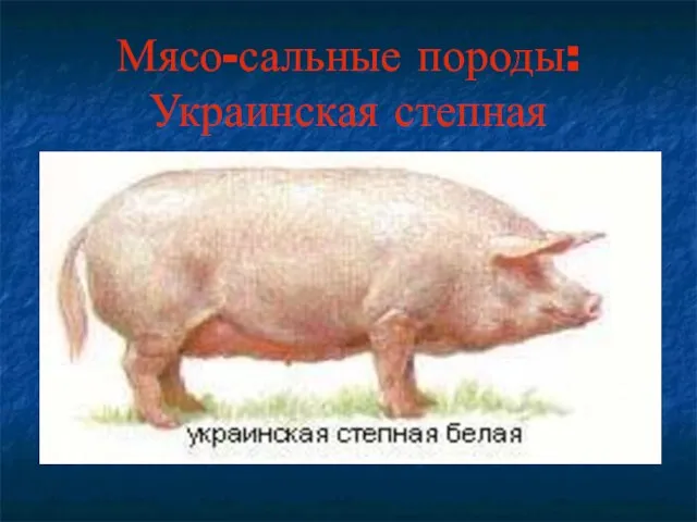 Мясо-сальные породы: Украинская степная