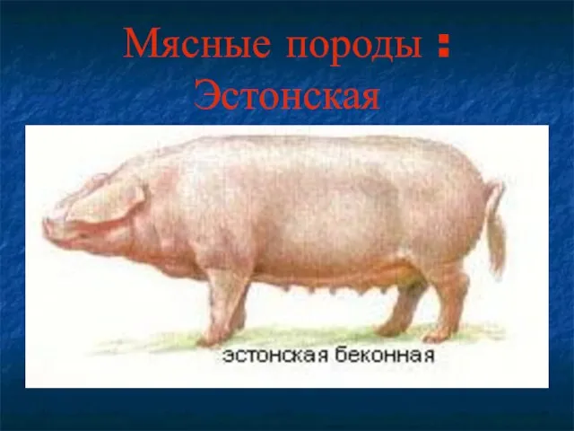 Мясные породы : Эстонская