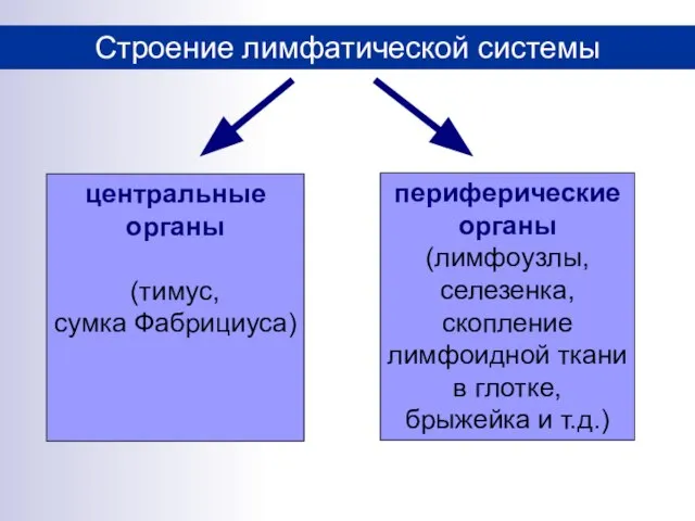 Строение лимфатической системы центральные органы (тимус, сумка Фабрициуса) периферические органы (лимфоузлы,