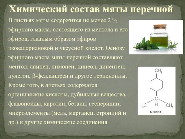 В листьях мяты содержится не менее 2 % эфирного масла, состоящего