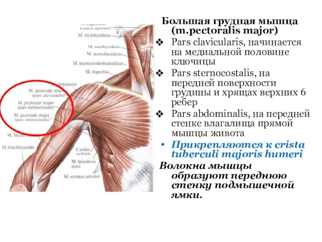 Большая грудная мышца (m.pectoralis major) Pars clavicularis, начинается на медиальной половине