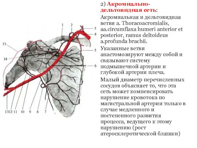 2) Акромиально-дельтовидная сеть: Акромиальная и дельтовидная ветви a. Thoracoacromialis, aa.circumflaxa humeri