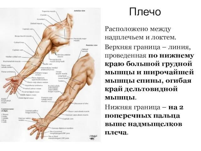 Плечо Расположено между надплечьем и локтем. Верхняя граница – линия, проведенная