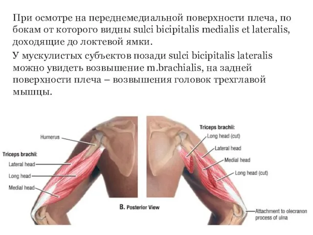 При осмотре на переднемедиальной поверхности плеча, по бокам от которого видны