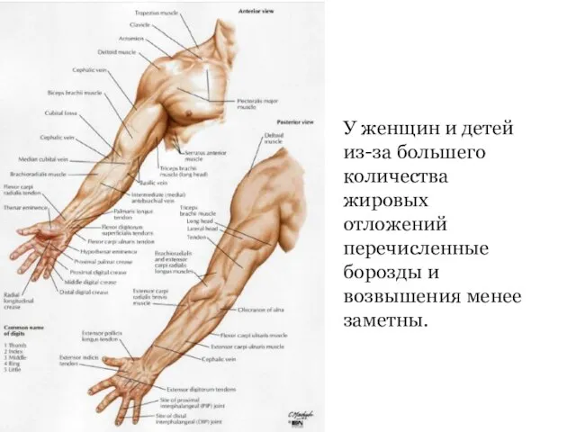 У женщин и детей из-за большего количества жировых отложений перечисленные борозды и возвышения менее заметны.