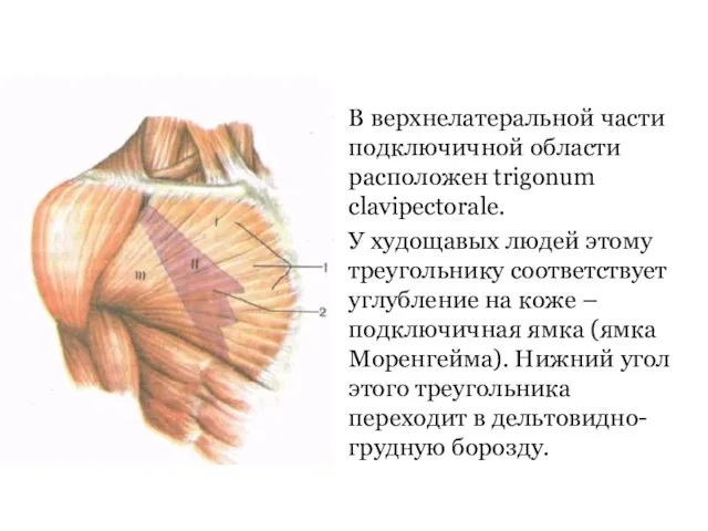 В верхнелатеральной части подключичной области расположен trigonum clavipectorale. У худощавых людей