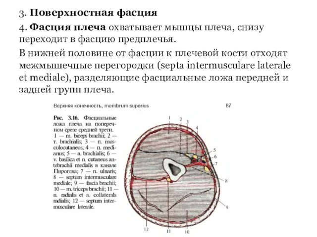 3. Поверхностная фасция 4. Фасция плеча охватывает мышцы плеча, снизу переходит