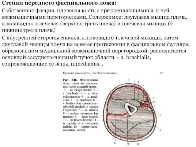 Стенки переднего фасциального ложа: Собственная фасция, плечевая кость с прикрепляющимися к