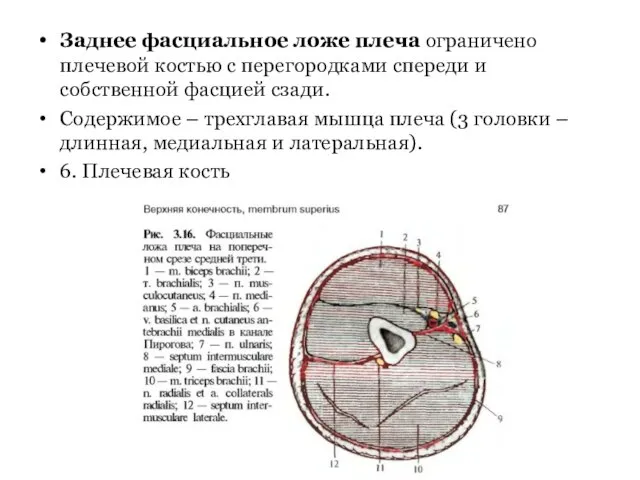 Заднее фасциальное ложе плеча ограничено плечевой костью с перегородками спереди и